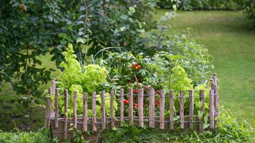 Ne plantez pas ces légumes côte à côte