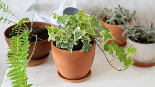 plante d'intérieur populaire