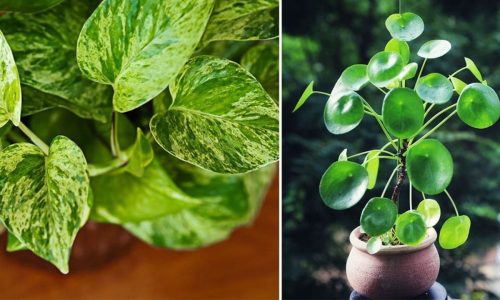 Plantes Feng Shui