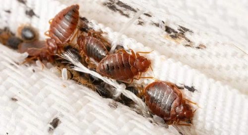 Comment éviter de ramener des punaises de lit chez vous ?