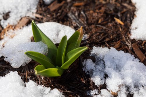 Traiter la moisissure sur le terreau des plantes d'appartement
