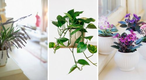 21 plantes parfaites pour la chambre à coucher