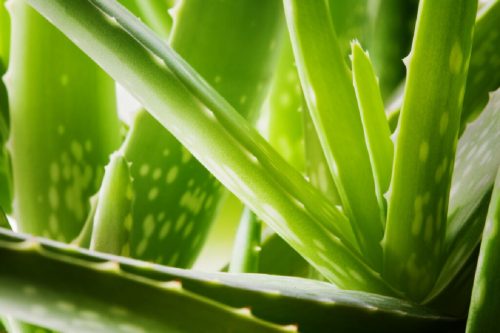 Aloe vera et 12 erreurs à éviter absolument