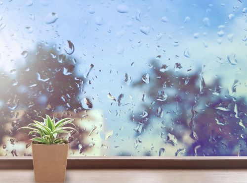 Combattez l’humidité dans votre maison avec cette plante décorative