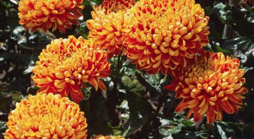 Les plantes qui bravent le froid et la chaleur