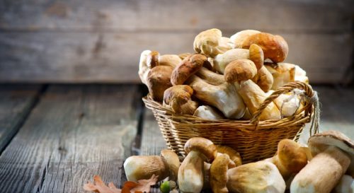 Cèpes comestibles et 6 variétés à identifier sans difficulté