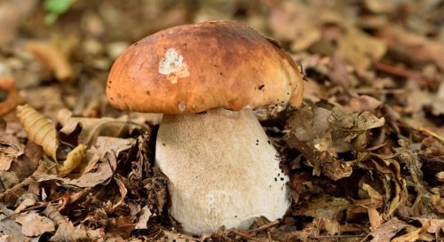 Champignons comestibles et 30 variétés faciles à reconnaître