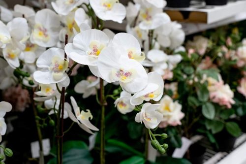 Comment déclencher la floraison des orchidées avant fin décembre