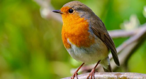 Comment protéger le rouge-gorge en automne dans son jardin