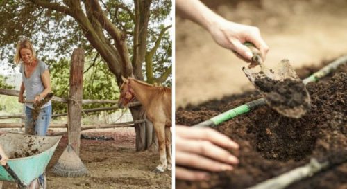 Fumier au jardin et 15 erreurs à éviter pour bien l’utiliser