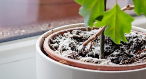 Moisissure sur le terreau des plantes d’intérieur