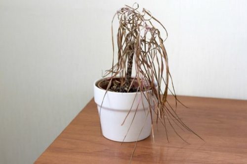 Plante sèche