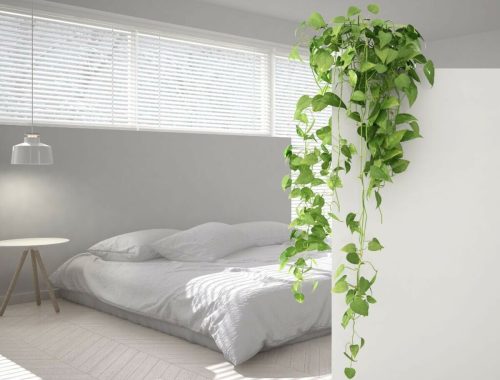 Plantes grimpantes et 12 variétés pour embellir votre déco intérieure