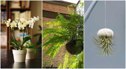 12 plantes d’intérieur idéales