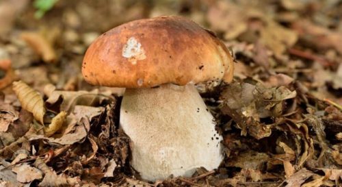 Champignons comestibles