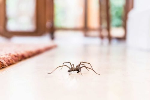 araignées dans votre maison