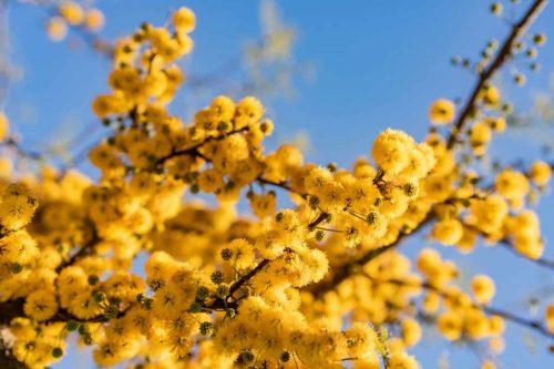 Mimosa en fleurs