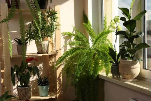 Plantes magiques