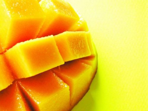 faire germer un noyau de mangue