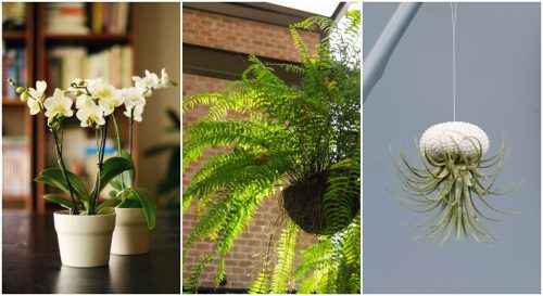 plantes d'intérieur