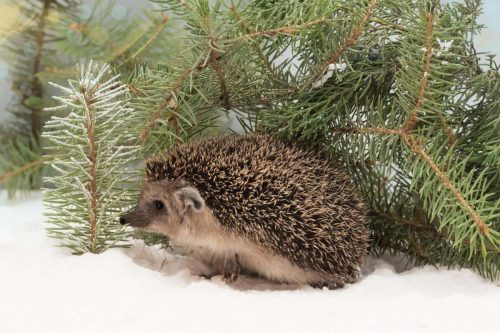 les hérissons cet hiver