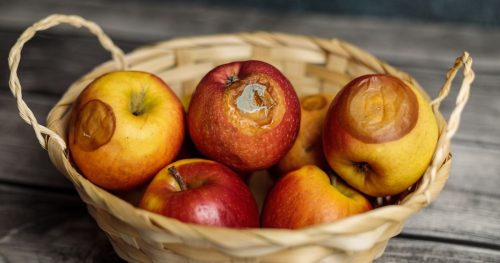 pourriture des fruits d’hiver