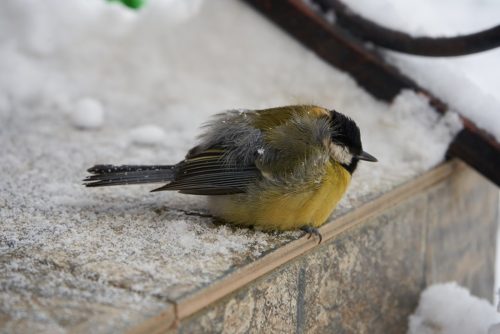 sauver les oiseaux du froid